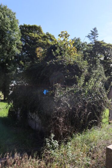 The Grave of Bishop Burke seen from the Noth West side. A small piece of blue litter lays on the corner of the grave. A line of weeds stands in the foreground of this. Trees line the background from this angle as well | James Spellman 2022