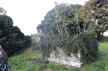 Grave of Bishop Burke as seen from the South East side. The grave is a large stone rectangular shape with a smaller stone structure sitting on top. The top edge is lined with rusted metal spikes. The East and West sides are covered entirely with ivy while the North and South sides are only partially covered. Branches have started to extend from the top of the grave. A small grave marker can be seen to the right of the grave and a cross can be seen behind it. The corner of a separate grave can also be seen in the foreground to the left. The grass surrounding is uneven and messy. Trees can be seen to the background at the right side. To the far left is the ruins of a church covered in ivy. | James Spellman 2022