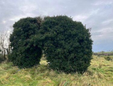 Heavlily overgrown swall , opening just visible . Within a green surrounding graveyard