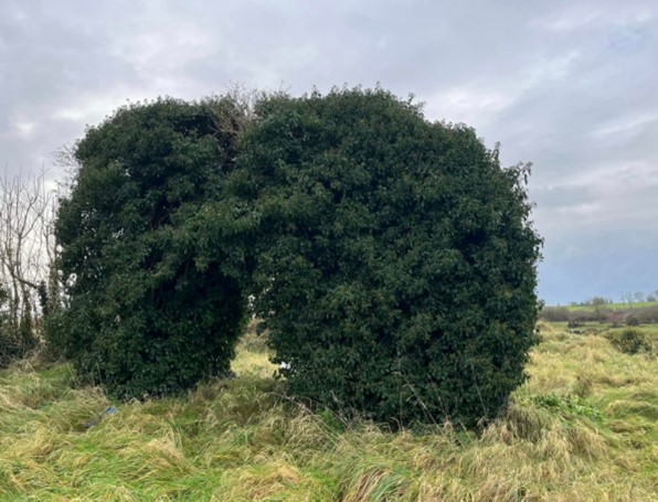 Heavlily overgrown swall , opening just visible . Within a green surrounding graveyard | L. Mathieu