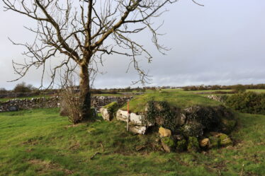 Base of possible roundtower, with a tree growing close by