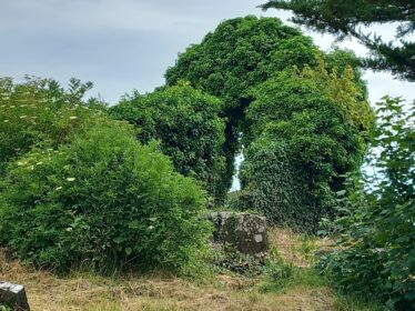 Ivy clad church ruin covered in greenery and a winf=dow just visibe in the gable