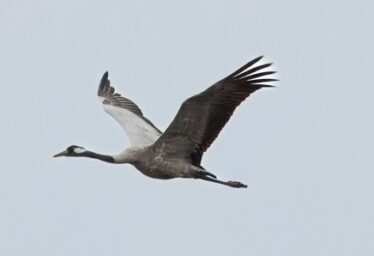 The Crane: A Bronze Age Icon