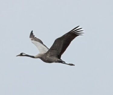 Bird in flight, long elongated neck extended and large wings. Feet outstretched behind. The beak is also prominent