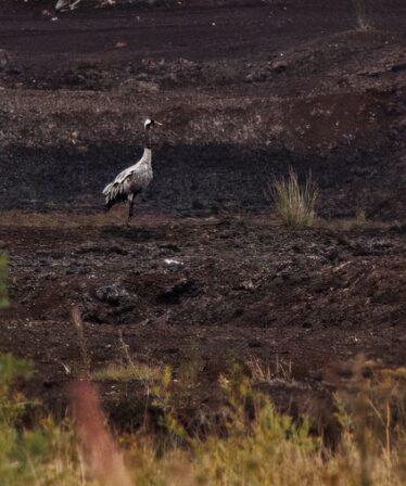 A crane captured in a peatland setting