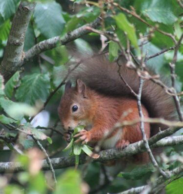 Reddish brown creature with dark eyes, small ears on top of head and bushy tail. Within greenery, on a branch holding a nut