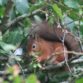 Red Squirrel