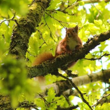 Red Squirrel with white chest, busy tail on a brown branch within greenery of a tree