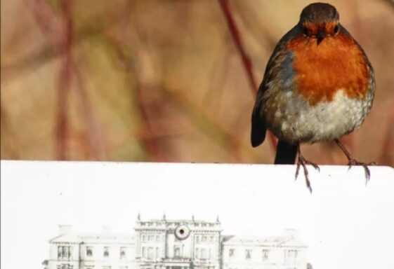 Robin