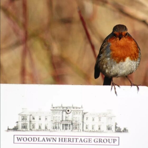 Robin, by Philomena Madden Robin Red breast with puffed belly perched on Woodlawn Heritage Group Sign . | Philomena Madden 2022