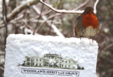 Robin