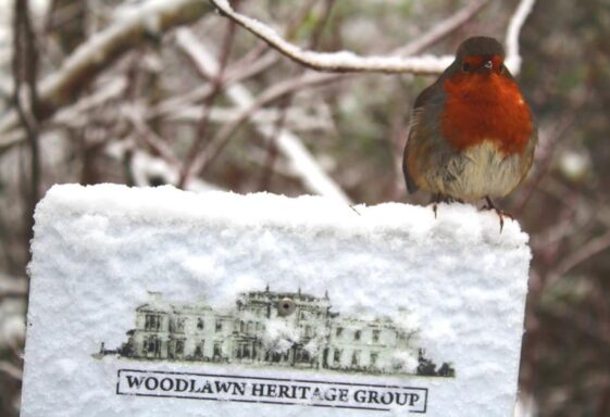 Robin