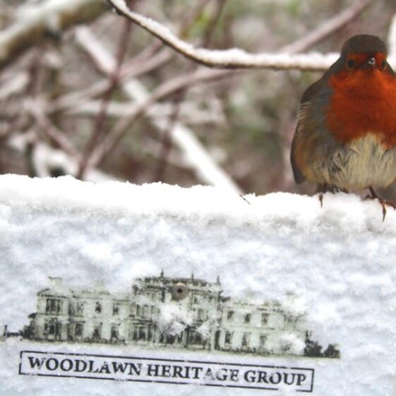 Robin on Sign, Snow Robin red breast atop Woodlawn Heritage Group Sign , covered in snow | Philomena Madden 2024