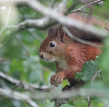 Close up of startled squirrel, dark eyes and pointed ears, reddish brown body within foliage