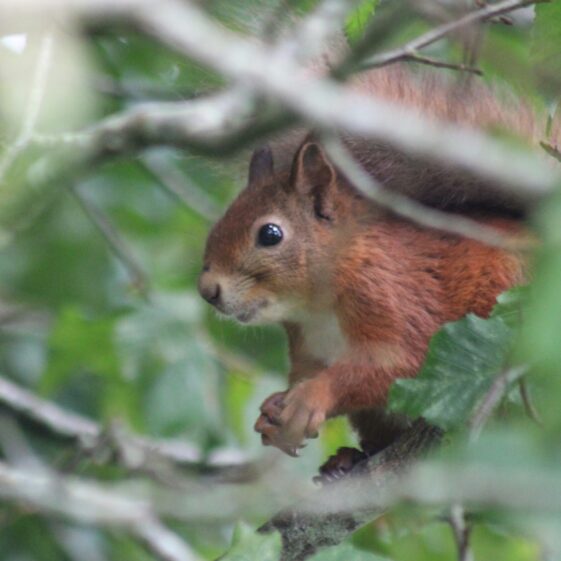 Close up of startled squirrel, dark eyes and pointed ears, reddish brown body within foliage | Philomena Madden 2025