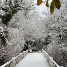 The White Bridge, Philomena Madden 2024 Bridge covered in snow, snow covered trees, one golden leaf hangs down framing the picture by Philomena Madden 2024 | Philomena Madden 2024