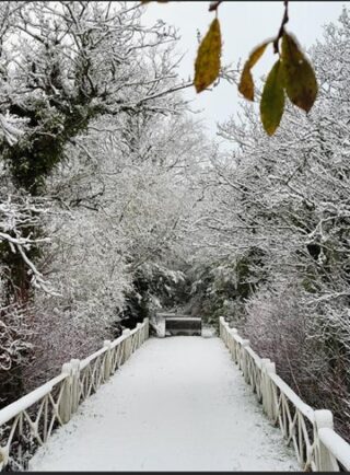 Bridge covered in snow, snow covered trees, one golden leaf hangs down framing the picture by Philomena Madden 2024