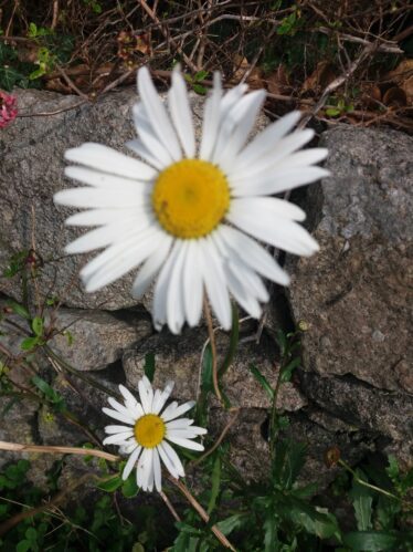 Large daisy, small white daisy. White flower with yellow centre | B. Doherty 2017