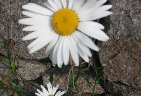 Daisy