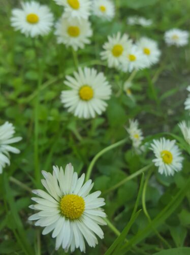 daisies growing in grass. White florets surrounding a yellow centrepiece | Cathy Seale 2017