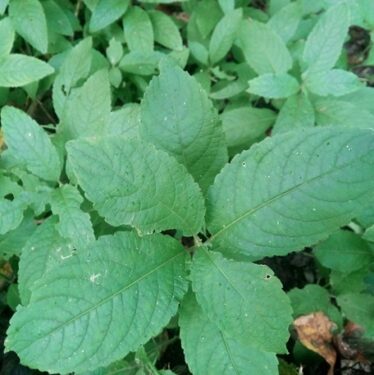 Dog's Mercury, green leaf, not flowering