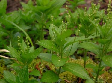 Dog's Mercury, green leafed, small white flower