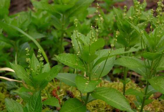 Dog's Mercury