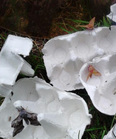 Hawk moths attracted to egg cartons | Cathy Seale 2017