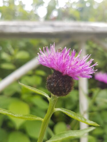 Common Knapweed, purple flower with green leaves resembling thistle