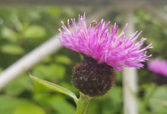 Common Knapweed