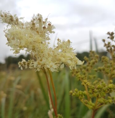 Meadow-Sweet. White flower in wetland