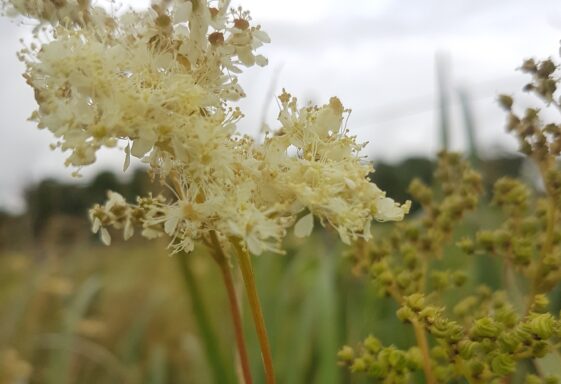Meadowsweet