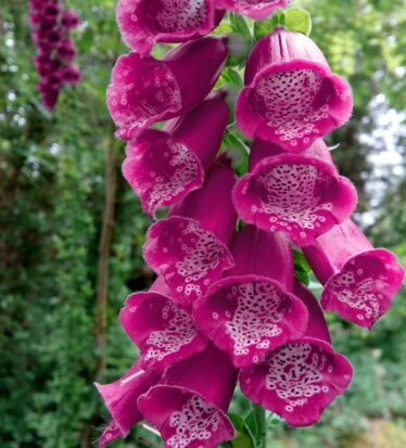 purple bell shaped flowers on large stalk | Cathy Seale 2017