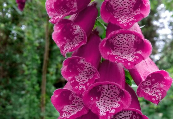 Foxglove