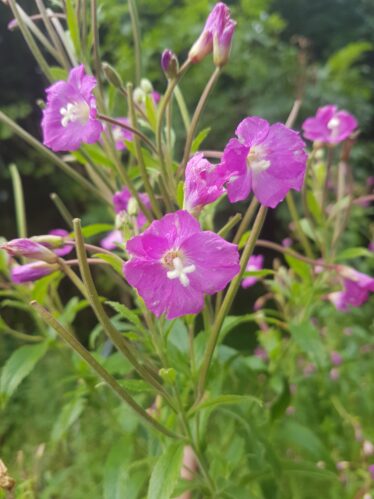 Great Willowherb, pink flower with white cross in middle, green leaves, hairy stem | Cathy Seale 2017