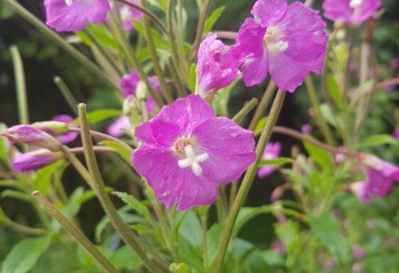 Flora in Woodlawn