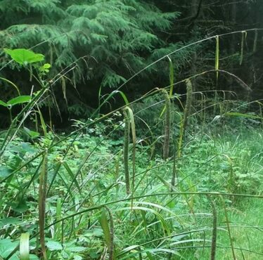 Pendulous Sedge in Woodlawn Woods | B. Doherty 2017