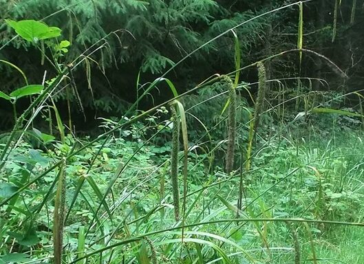 Pendulous Sedge