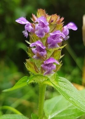 Selfheal