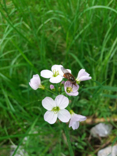Insect on light pink four petalled flower