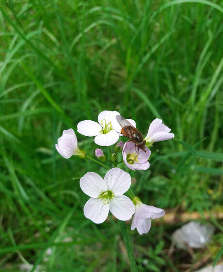 Insect on light pink four petalled flower | B. Doherty 2018