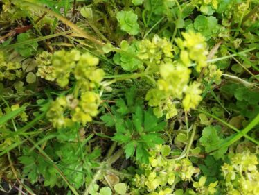 Yellow Creeping Jenny