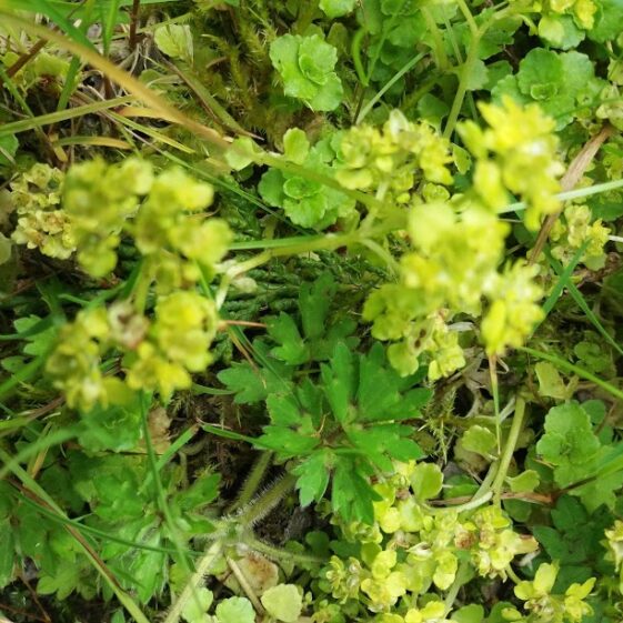 Yellow Creeping Jenny | B. Doherty 2018