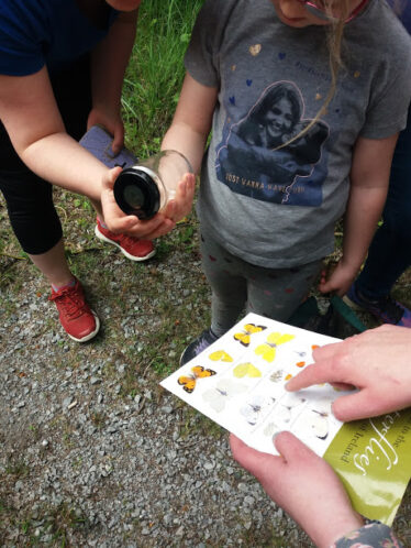 Identifying butterflies