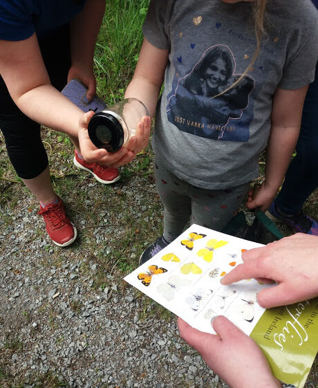 Identifying butterflies | B. Doherty 2018