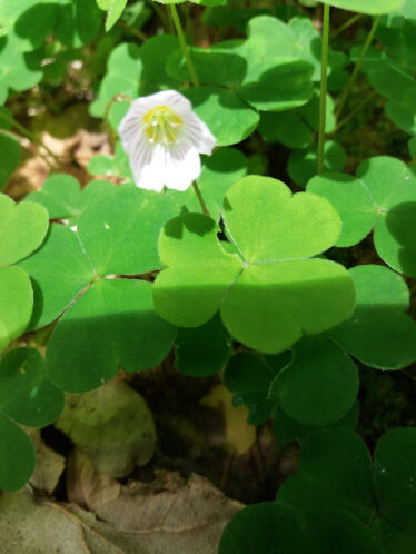 Pretty white flower amongst three leafed green leaf