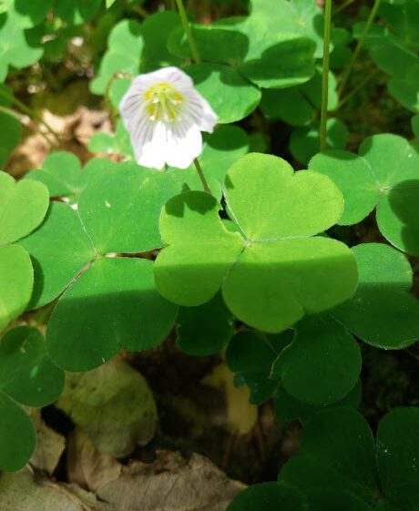 Pretty white flower amongst three leafed green leaf | B. Doherty 2018