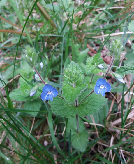 Speedwell | B. Doherty 2018