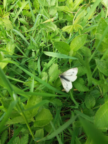 Green Vein White Butterfly | B. Doherty 2018