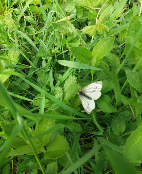 Green Vein White Butterfly | B. Doherty 2018